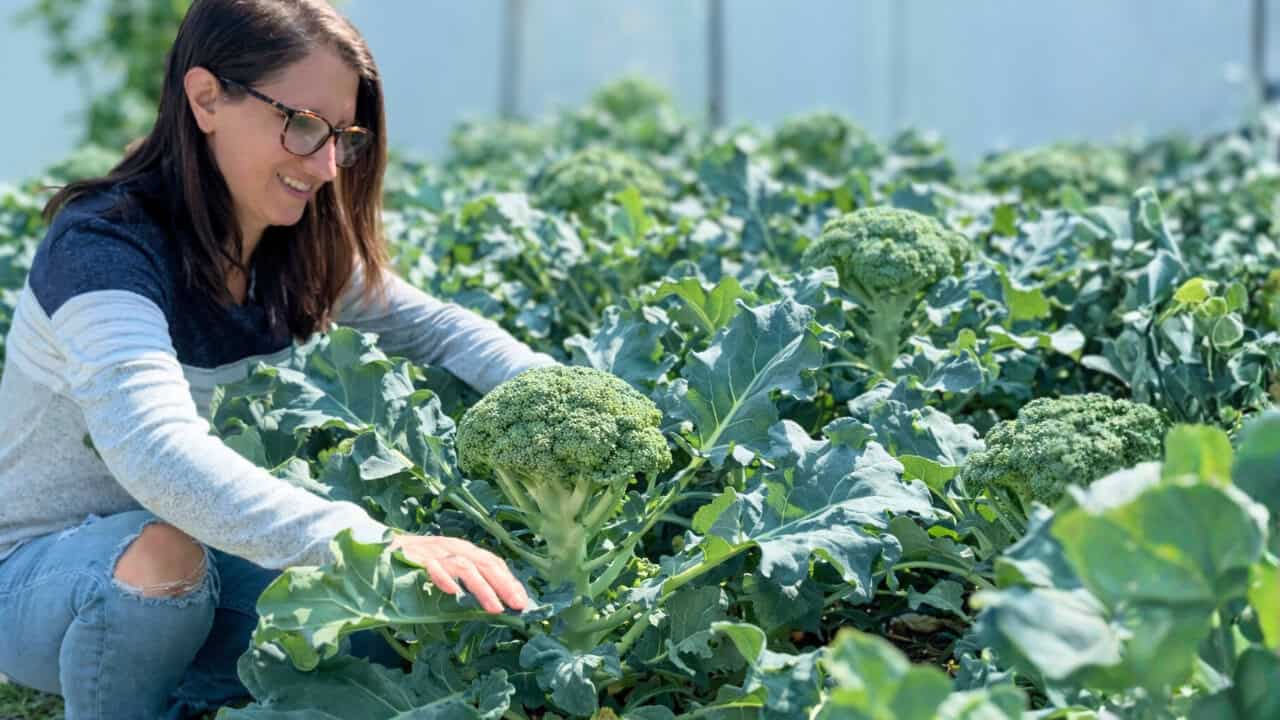 Woman kneeling by a large bed of broccoli plants