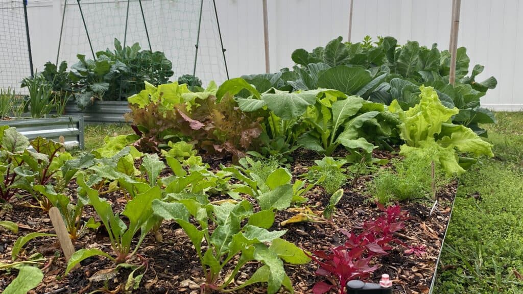 raised bed of green and red lettuce