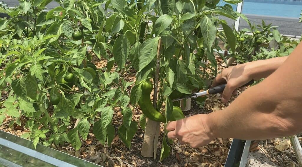 Pepper plants