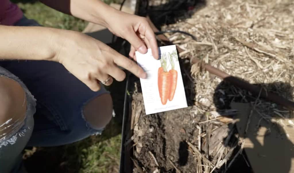 carrot varieties seed packets