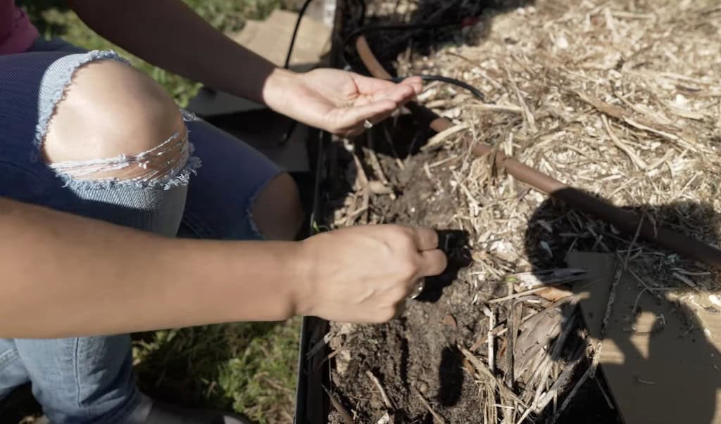 planting carrot seeds