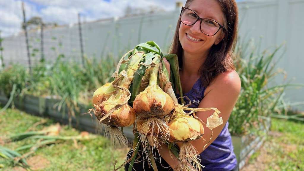 Woman holding a large bunch of recently harvested sweet onions