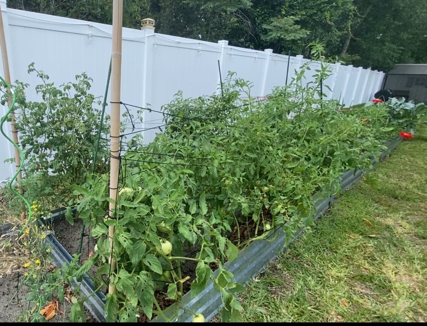 Tomato support with Florida weave