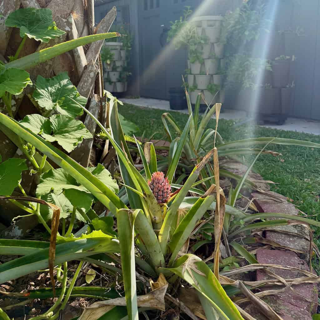 Pineapple Plant