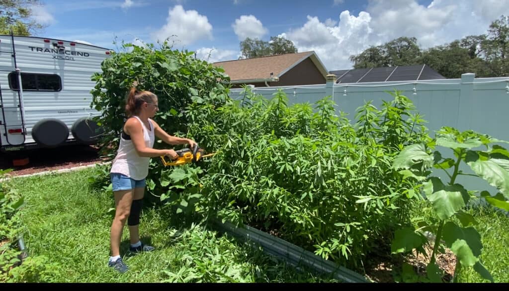 Sunn hemp cover crop