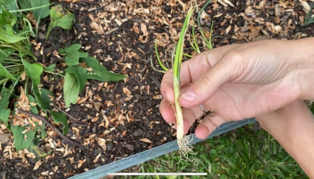 Best Onion Growing