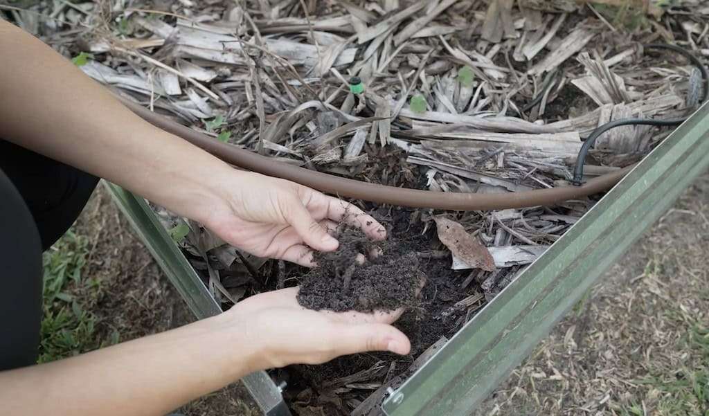 Person inspecting the soil inside a raised garden bed covered with mulch