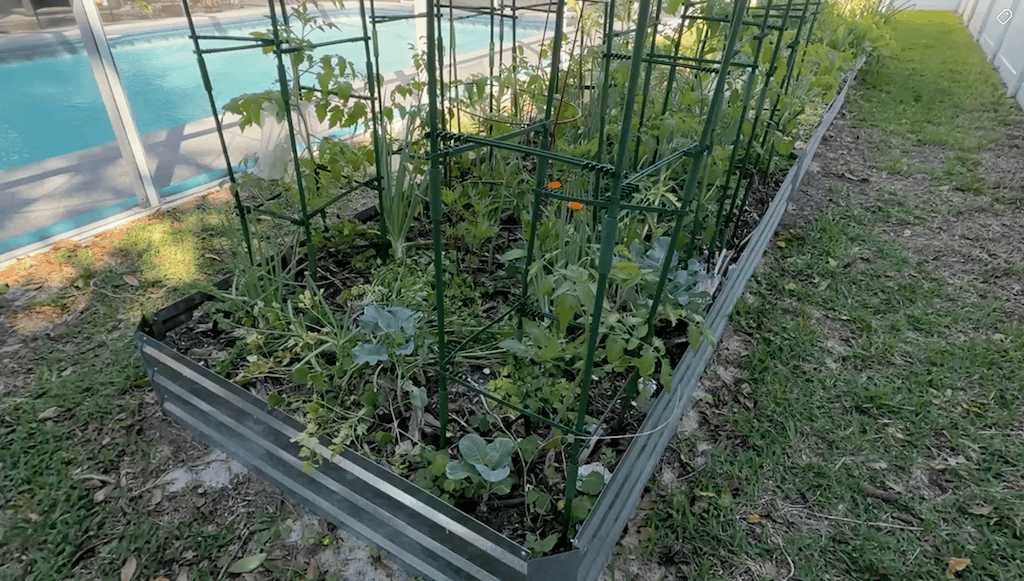 Raised garden bed of tomato plants with tall trellises framed around the plants