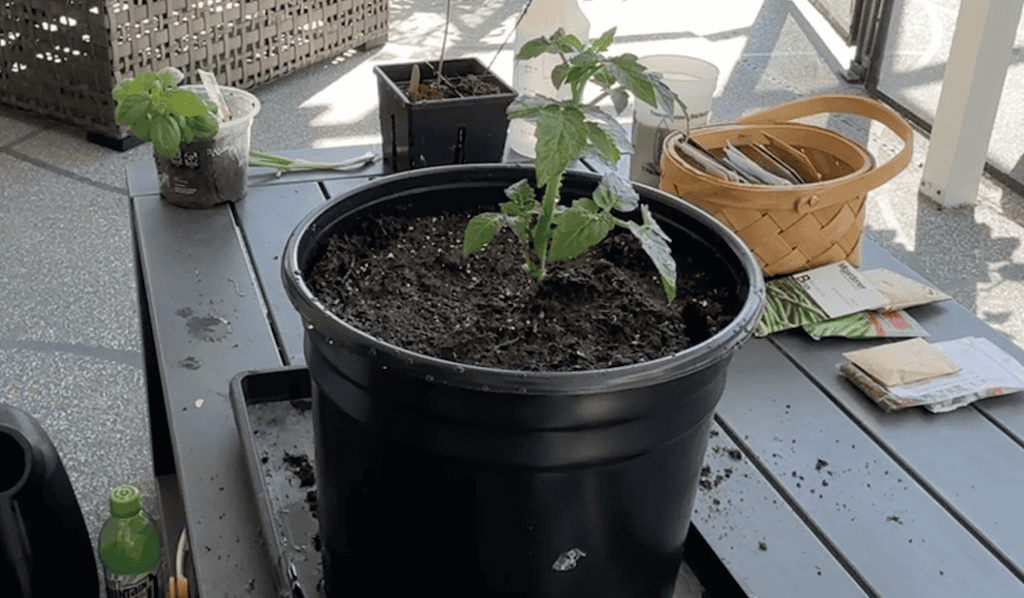 A tomato seedling growing in a container gardening