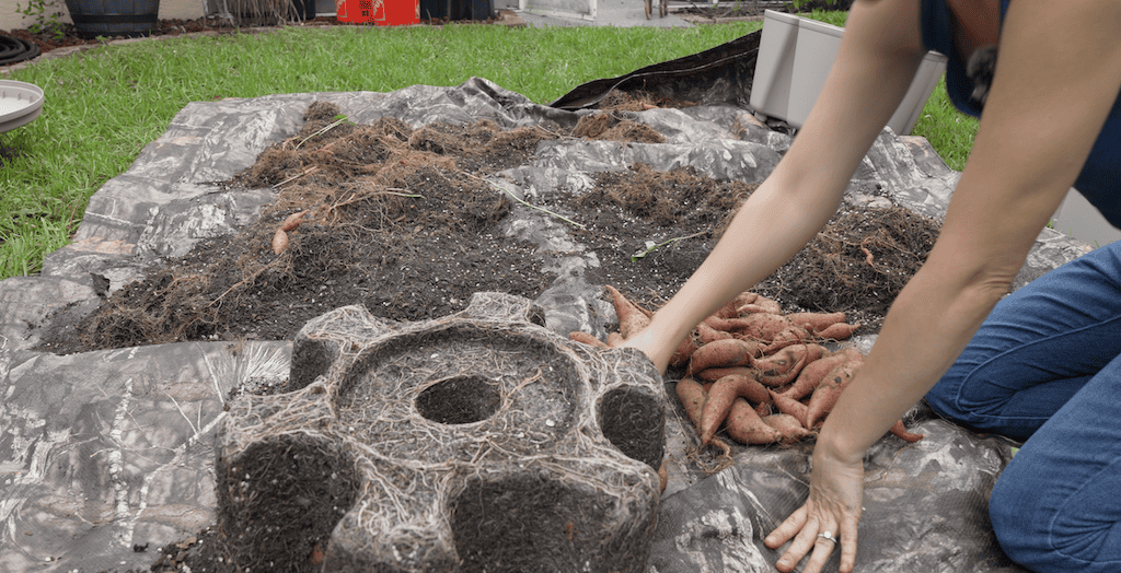 Person harvesting sweet potatoes from a container