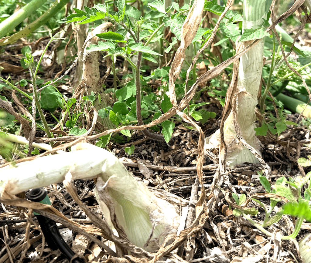 Two onions with one crimped at the base and one with the stalk standing up