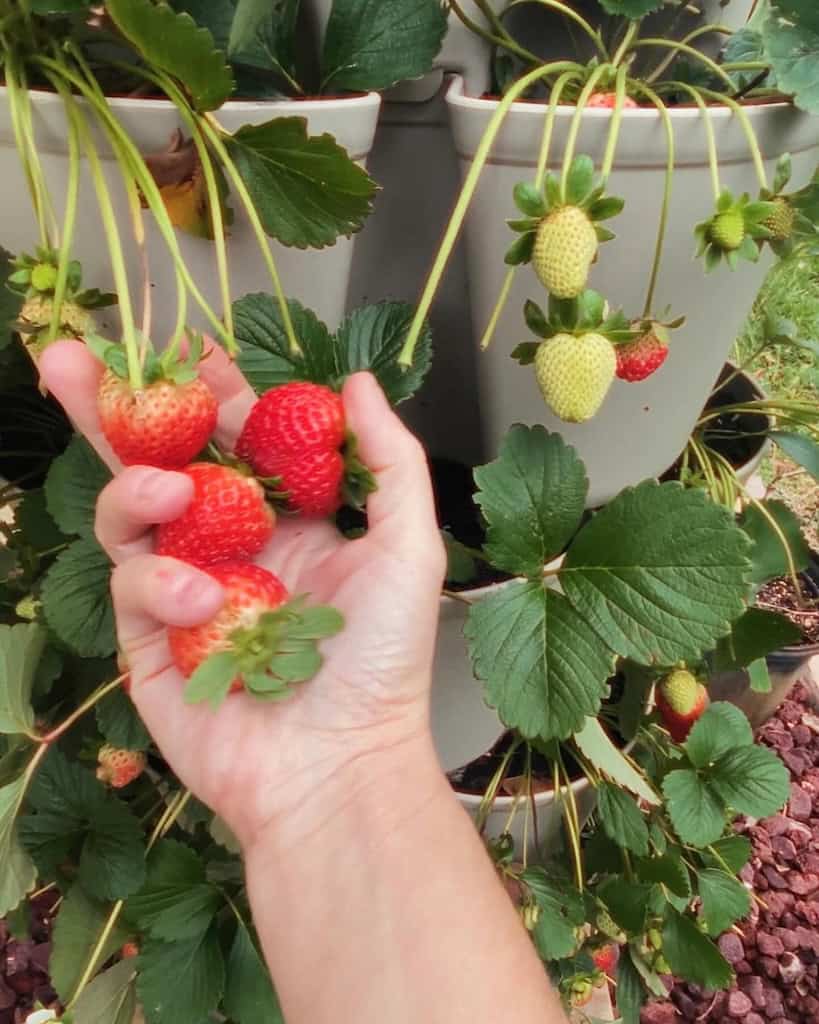 Brilliance Strawberries