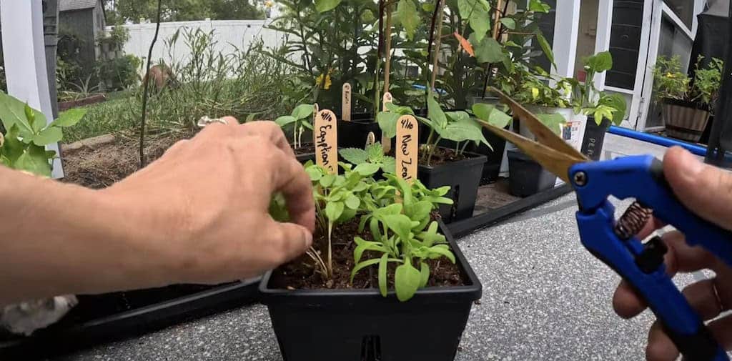 Achieve a Thriving Summer Garden in the Heat - Homegrown Florida