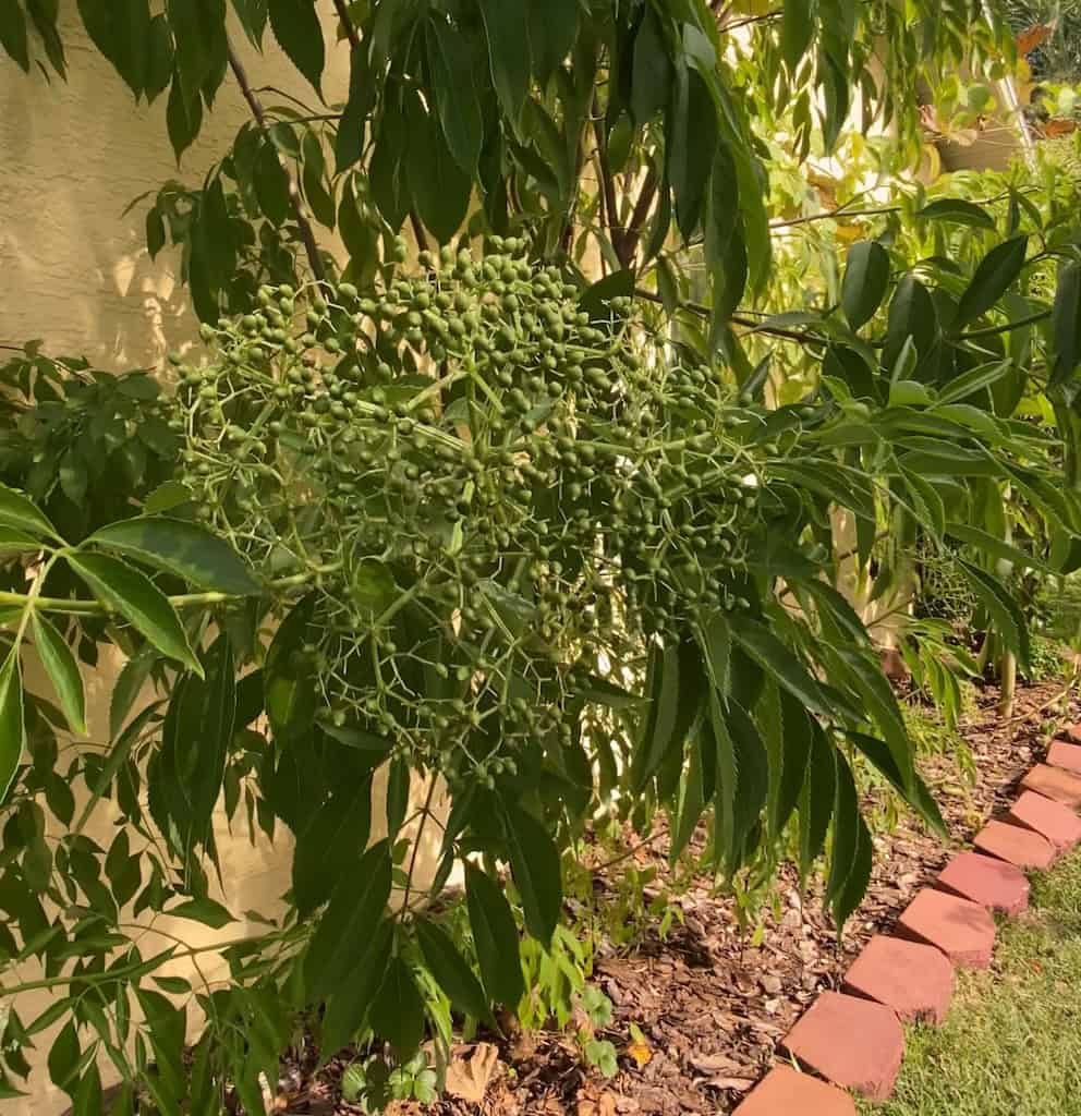 elderberries