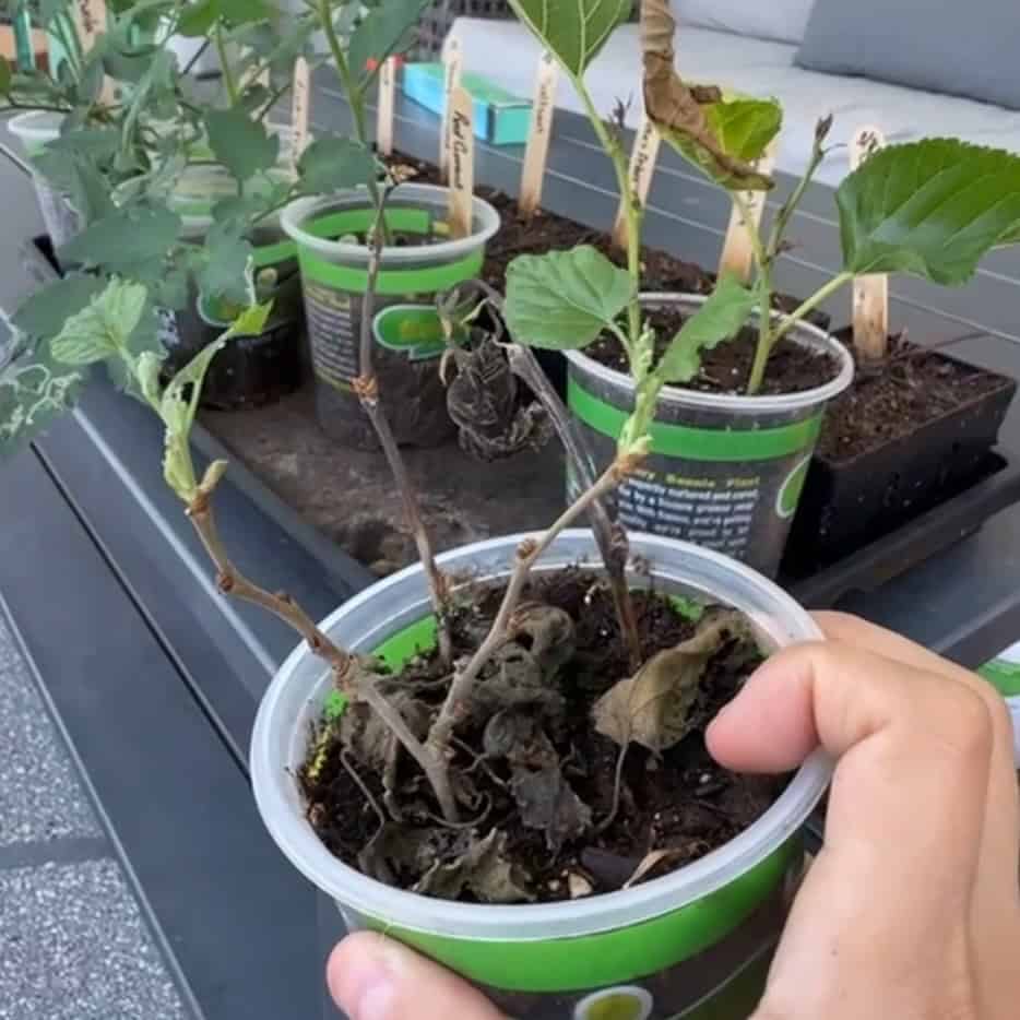 Recent cutting of a mulberry stick growing new growth