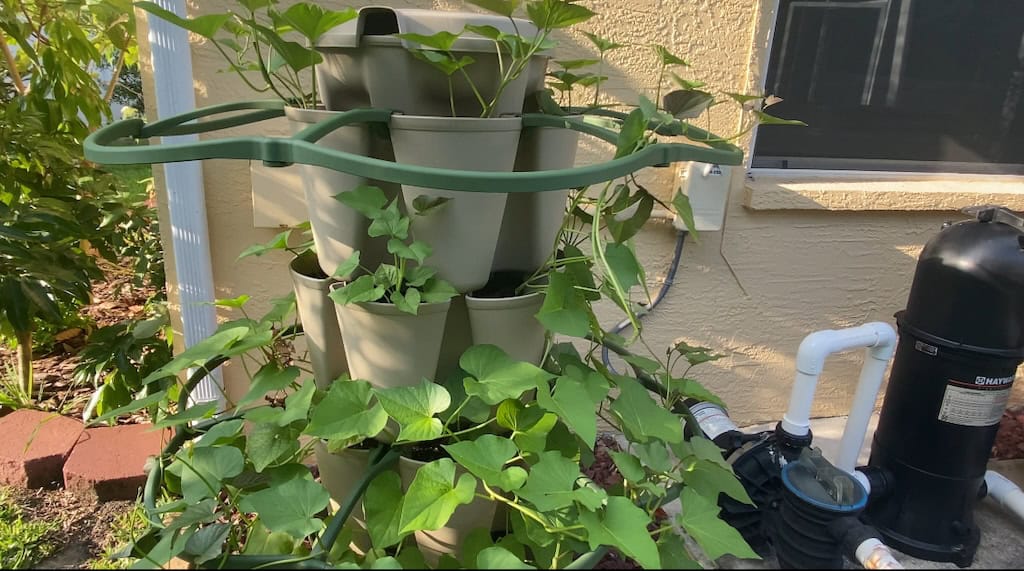 sweet potatoes in a container