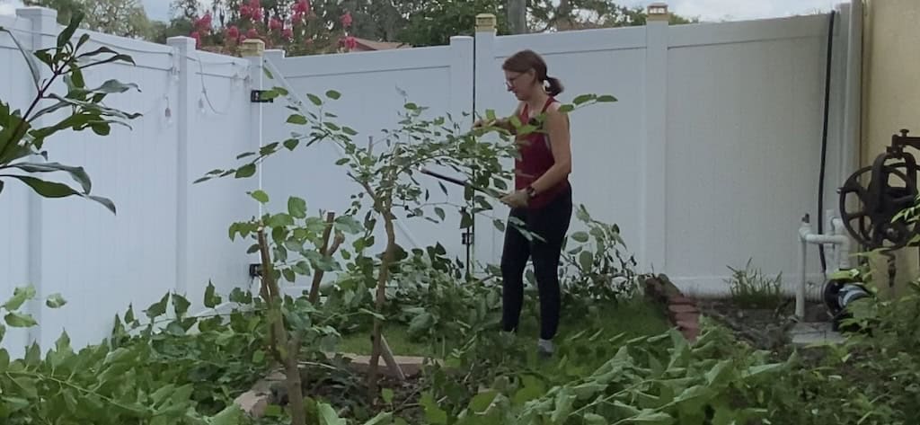 Summer Fruit Tree Pruning