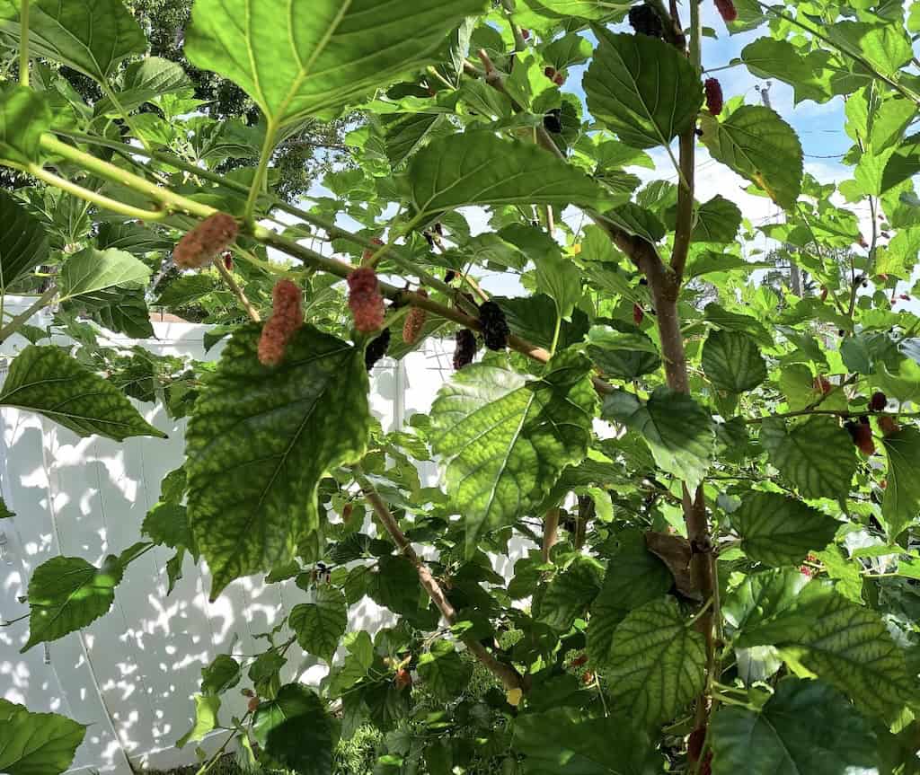 Mulberry Fruit