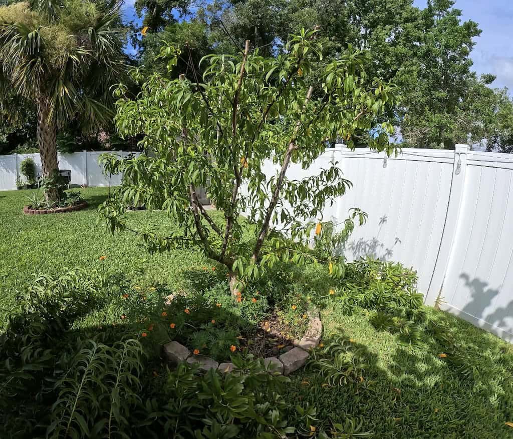 Pruned Peach Tree