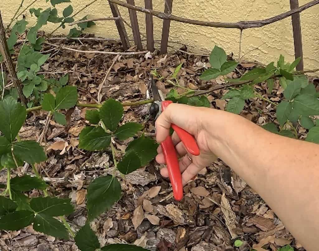 Pruning Blackberry Canes