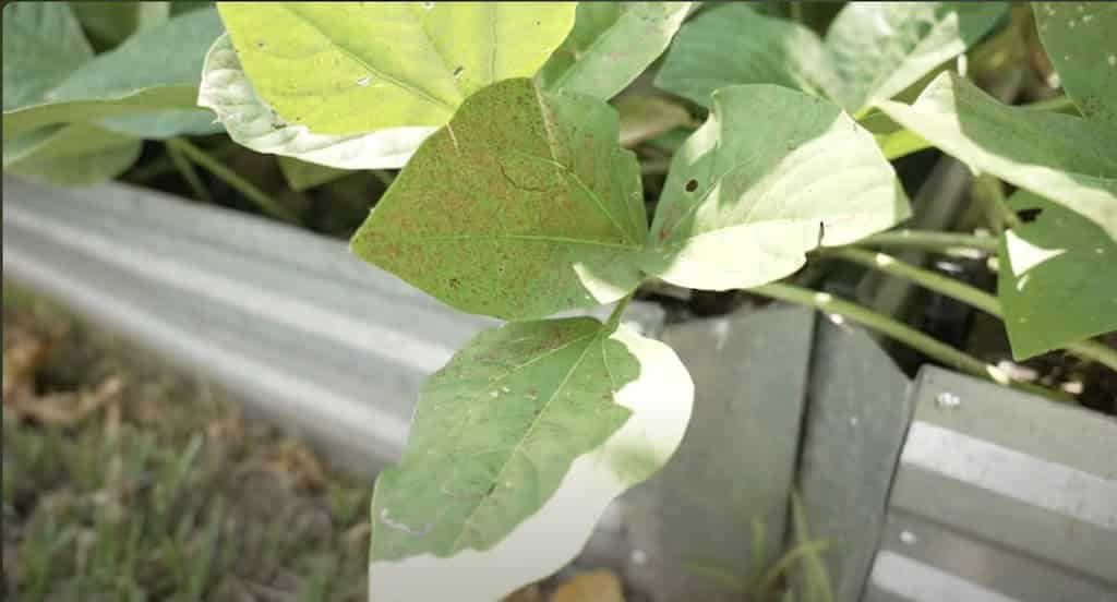 The Ultimate Garden Staple Crop for the South - Homegrown Florida