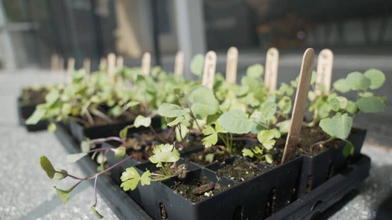 8 Proven Tips for Transplanting Seedlings Without Fail