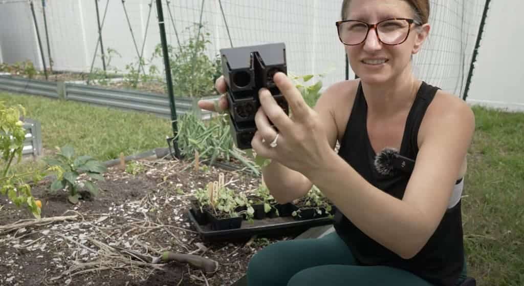 8 Proven Tips for Transplanting Seedlings Without Fail - Homegrown Florida