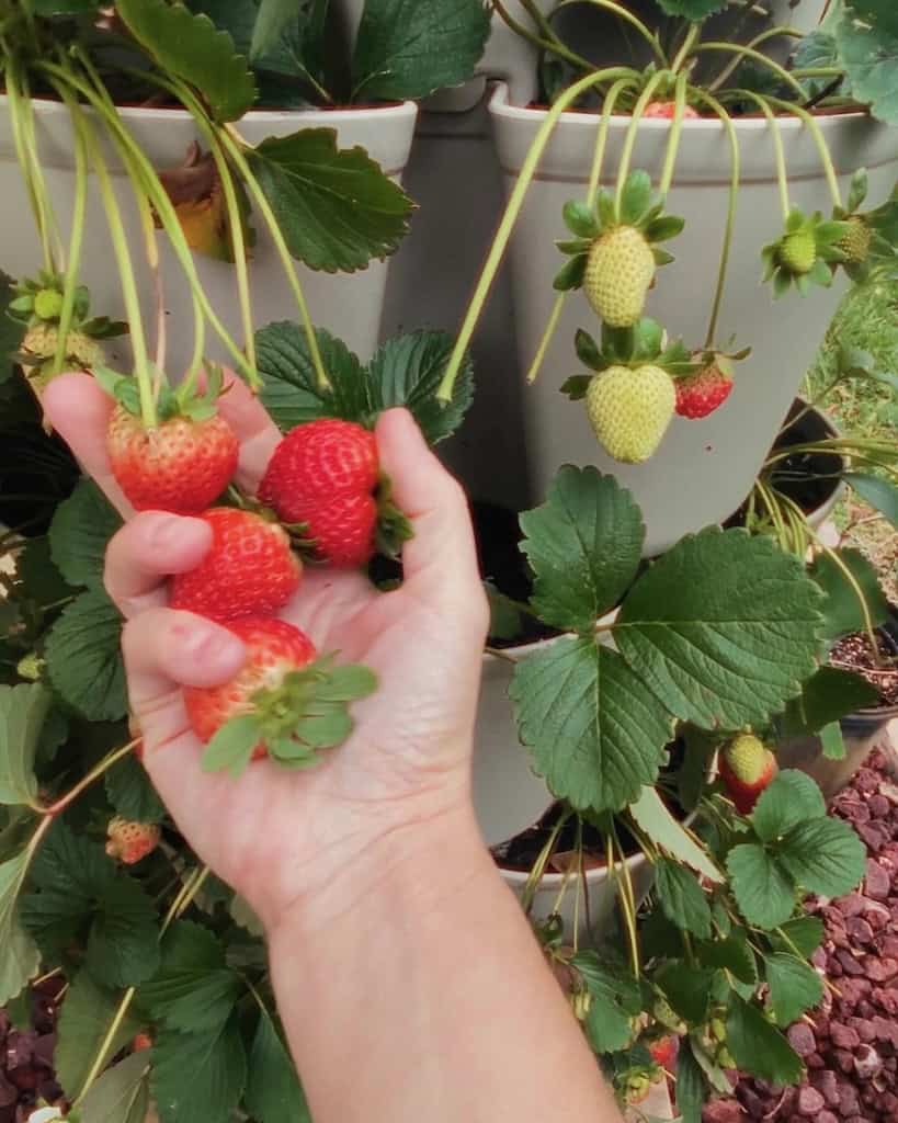 Harvesting strawberries from a Greenstalk vertical planter