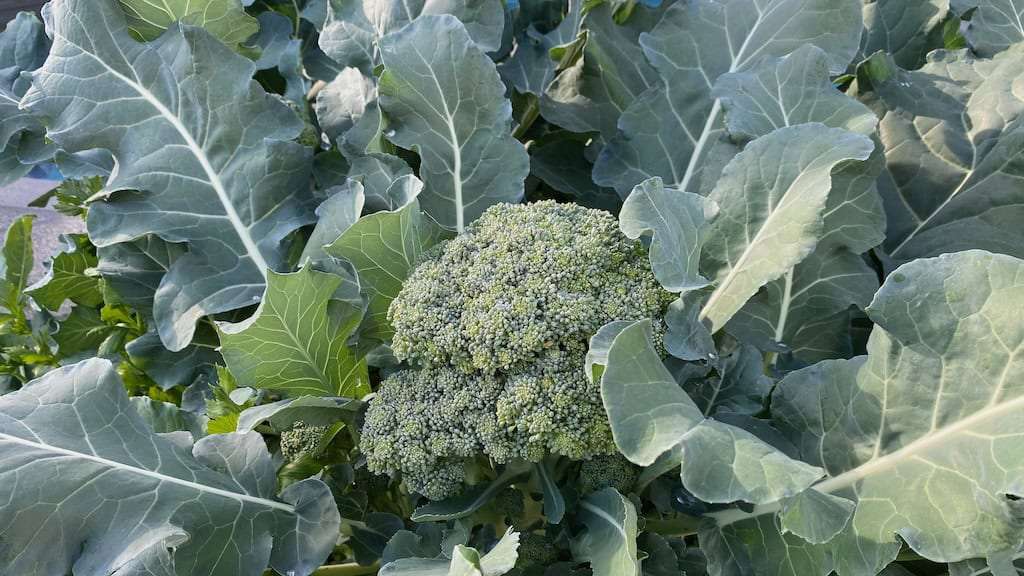 how to grow big broccoli heads