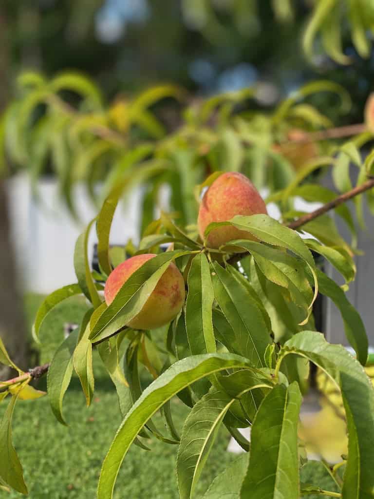 Peach Tree with fruit