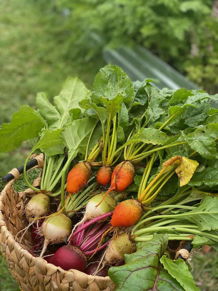 Orange, white and red beets in a harvest basket