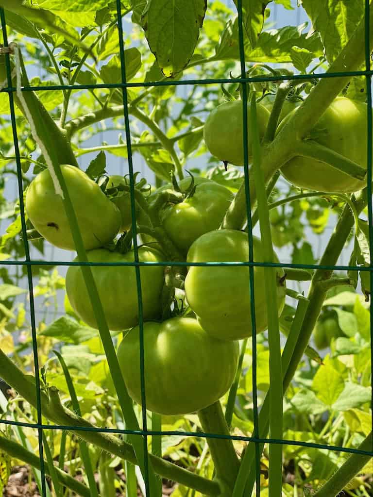 Tomato Money-Saving Crop