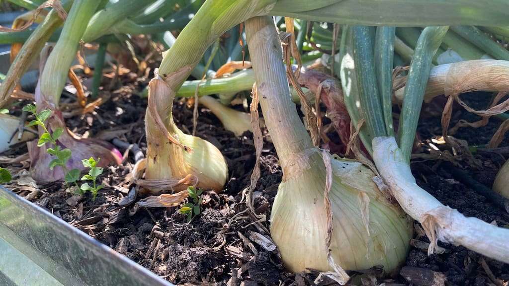 December Florida Garden Onions