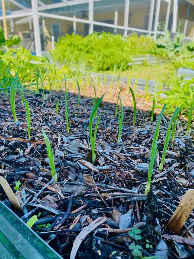 Garlic Seedlings