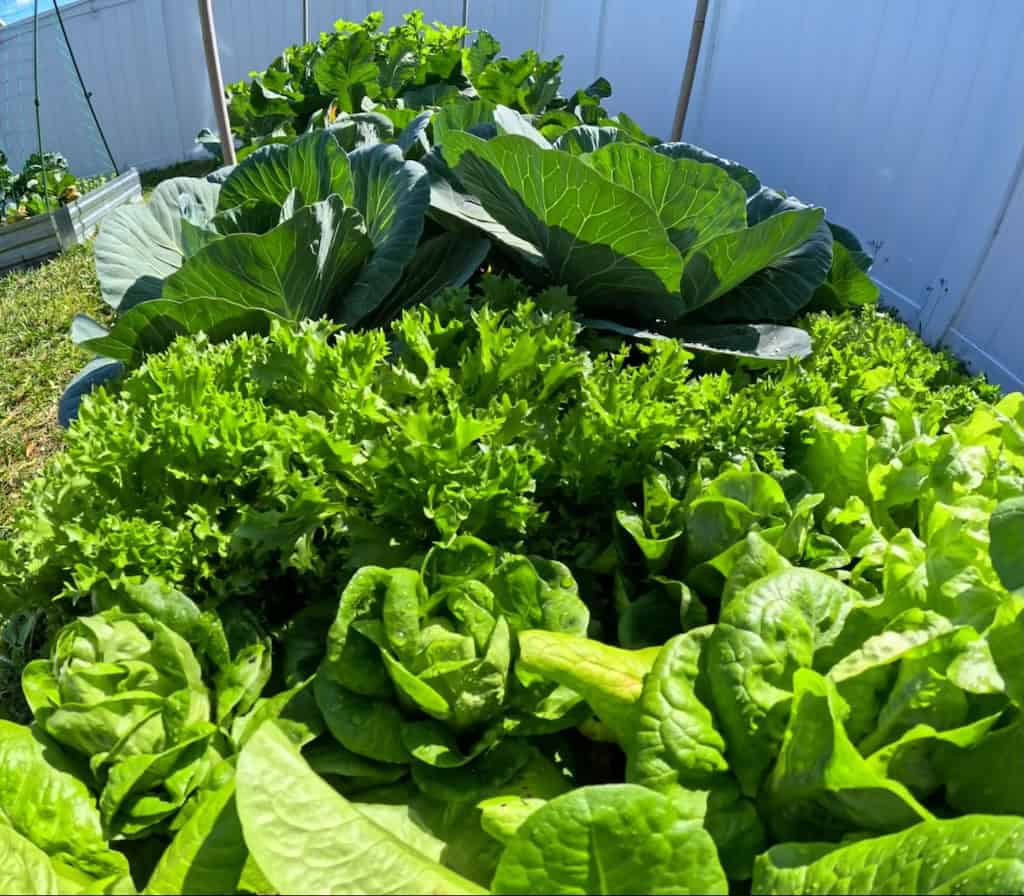 Healthy leafy greens and lettuce in a Florida garden.