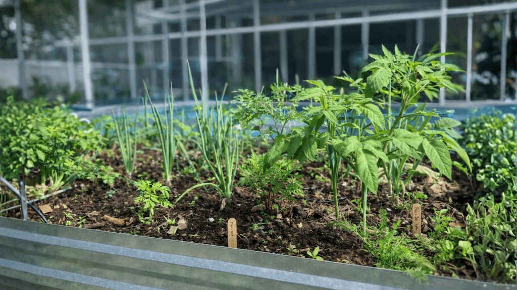 Healthy vegetable garden with companion planting in a greenhouse setting.
