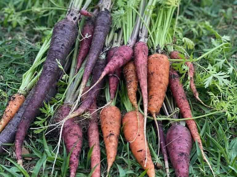Harvesting Carrots