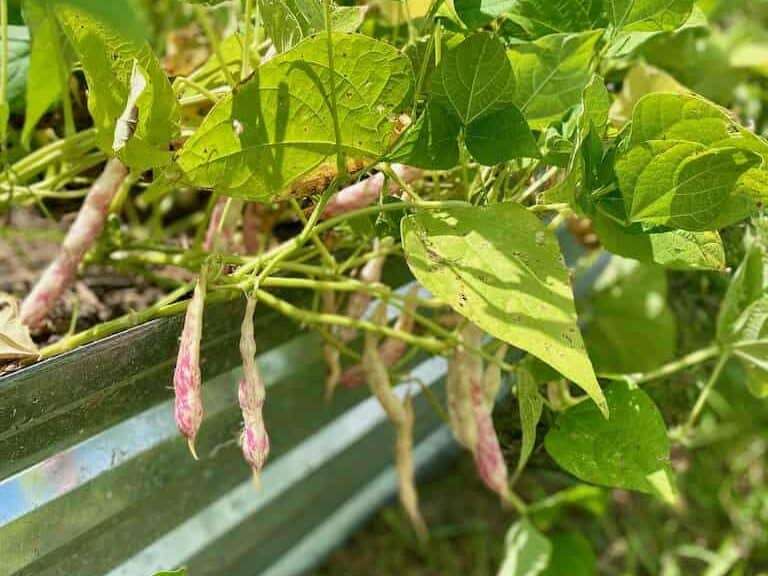 Dry bush beans