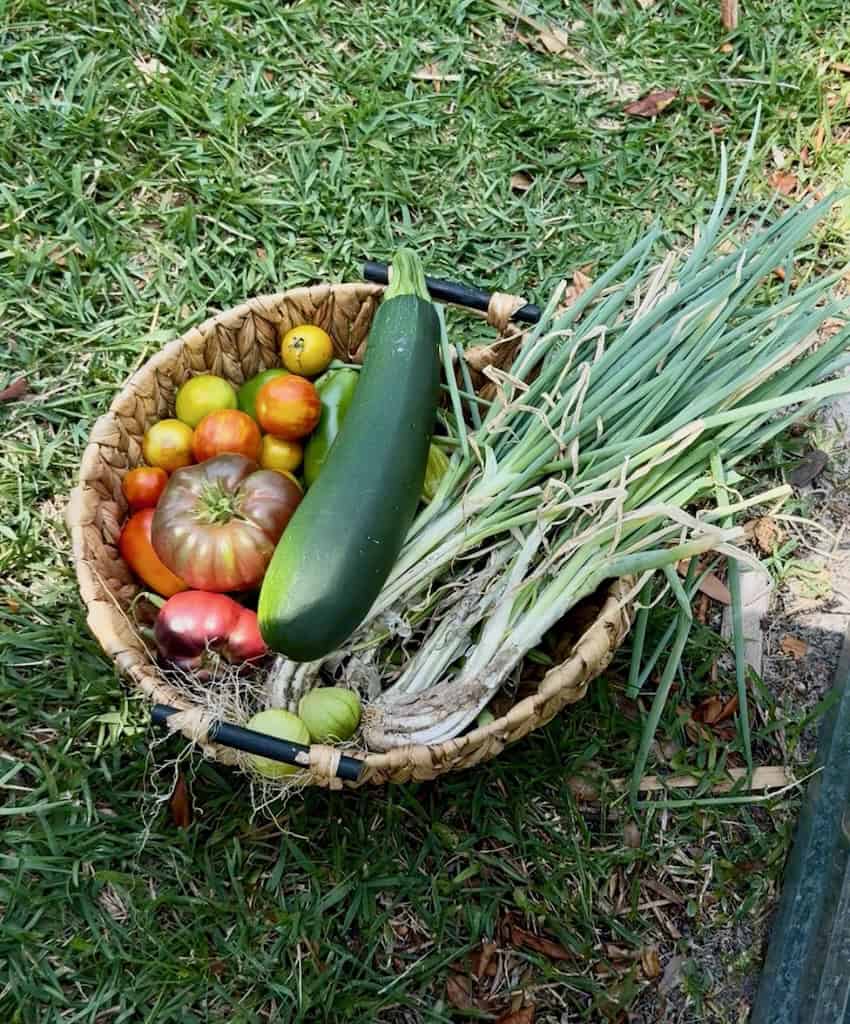 Fresh homegrown vegetables in a basket from a small Florida garden.