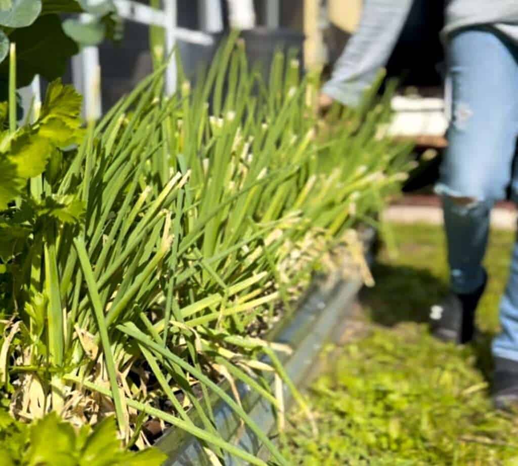 Fresh green onions growing in a Florida garden bed are the easiest vegetable for busy gardeners