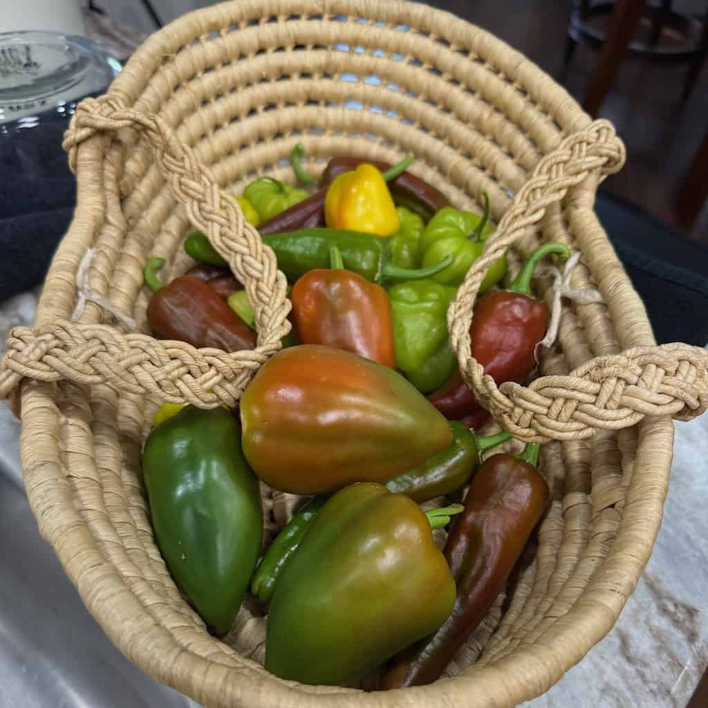Lesya Sweet Pepper in a wicker basket