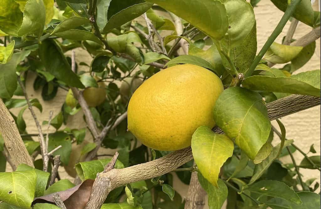 Lemon Tree