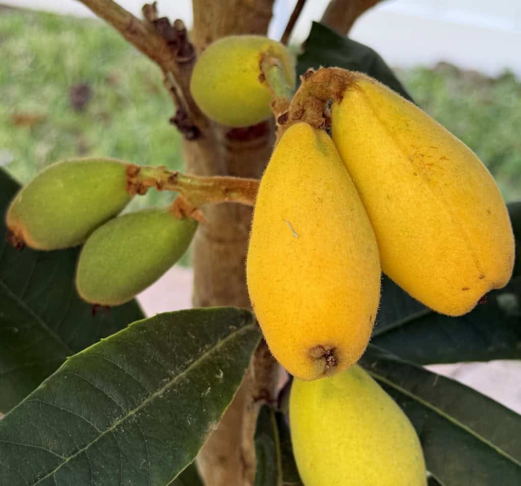 Loquat Fruit Trees for a Small Garden