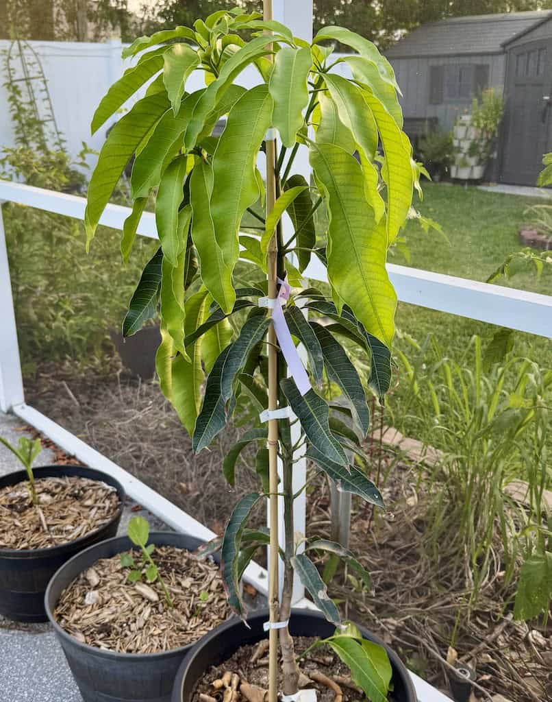 Mango Tree in a Pot
