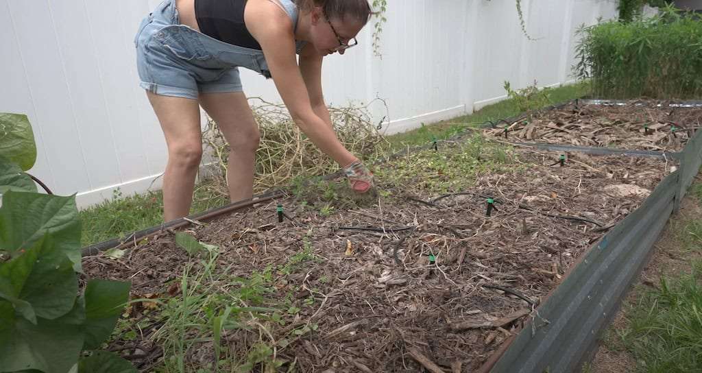 Prepping Garden Beds