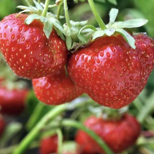 Fresh plump strawberries on a plant, ideal for home gardening in Florida.