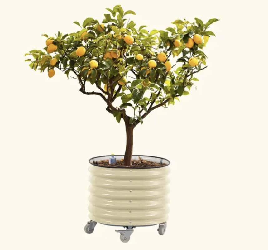 Citrus tree in a rolling metal round container