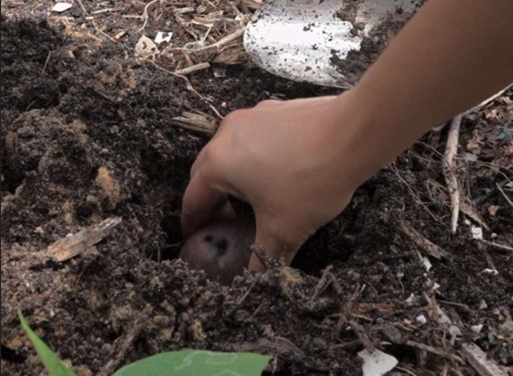planting fall potatoes in Florida
