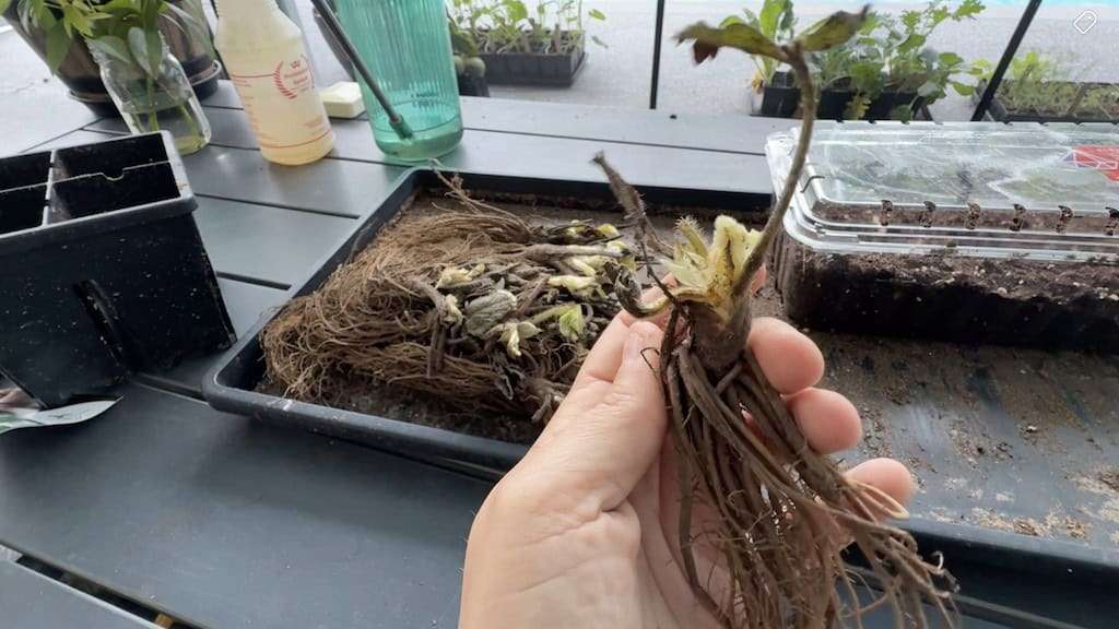Strawberry Bare Roots