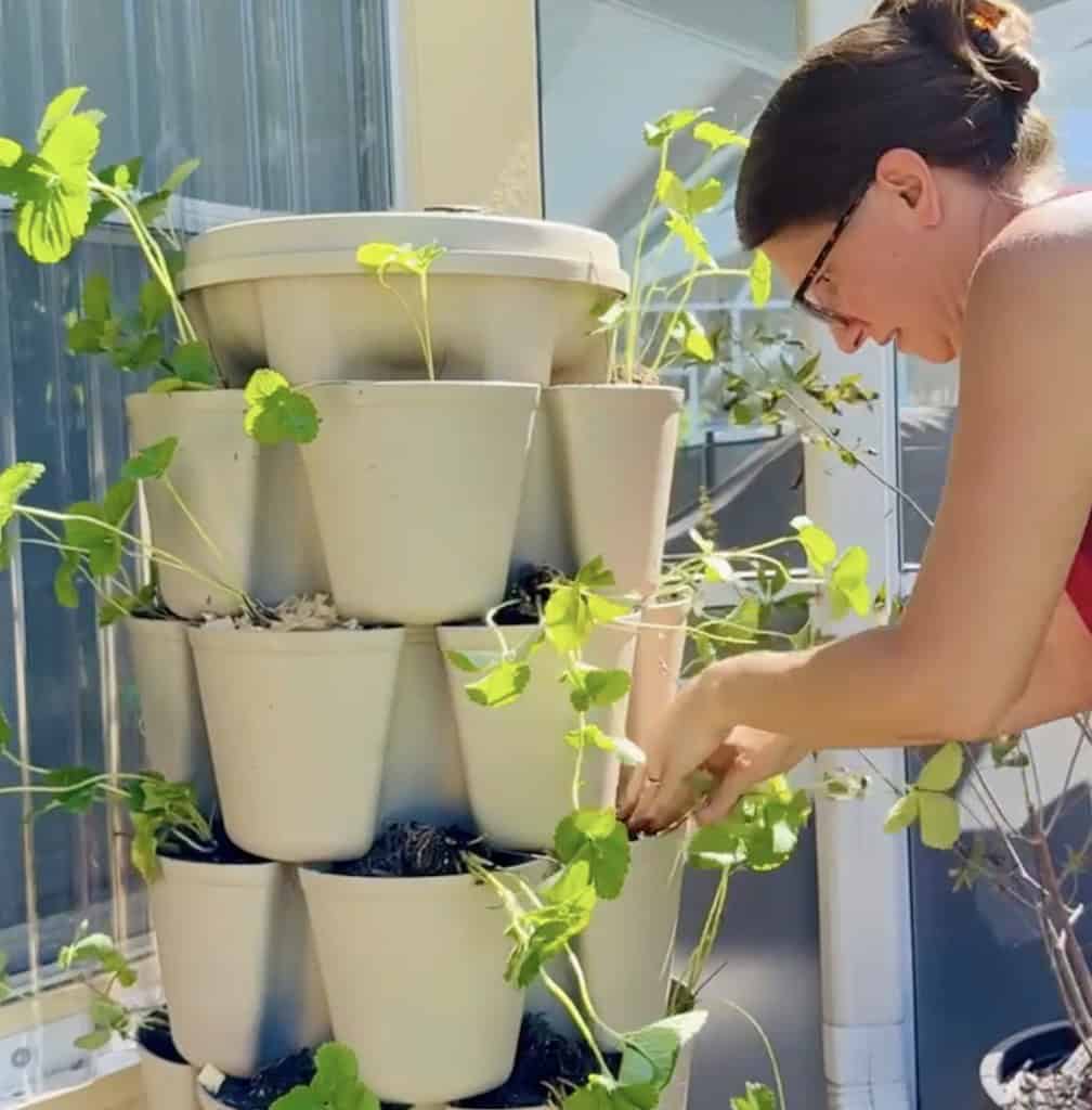 Planting Strawberry Plugs